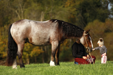 HorseID: 2307269 Buckeyes Rusty - PhotoID: 1091193