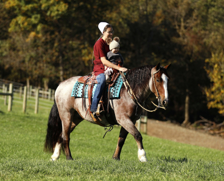 HorseID: 2307269 Buckeyes Rusty - PhotoID: 1091195