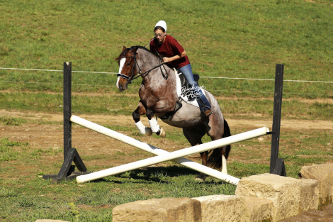 HorseID: 2307269 Buckeyes Rusty - PhotoID: 1091196