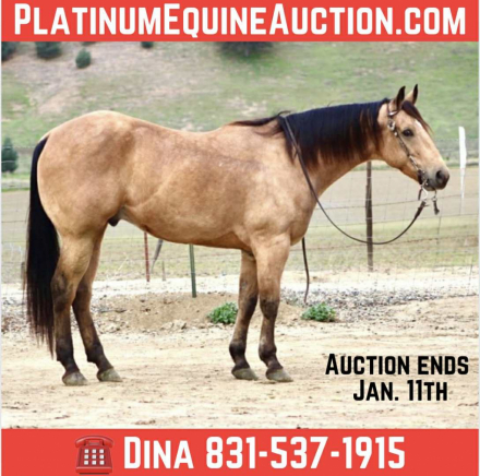 HorseID: 2307274 Aloe LHR - PhotoID: 1091368