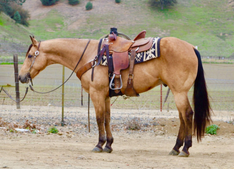 HorseID: 2307274 Aloe LHR - PhotoID: 1091369