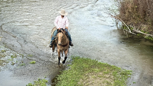 HorseID: 2307274 Aloe LHR - PhotoID: 1091370