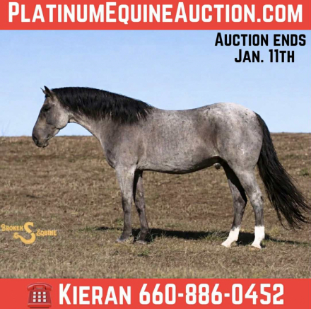 HorseID: 2307276 Atticus BS - PhotoID: 1091364