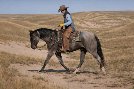 HorseID: 2307276 Atticus BS - PhotoID: 1091365