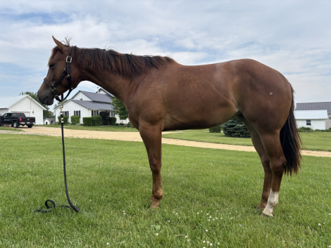 HorseID: 2307280 Intentional Gracie - PhotoID: 1091206