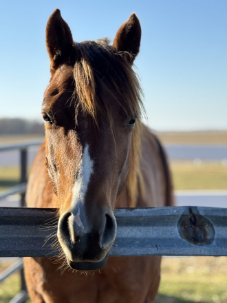 HorseID: 2307280 Intentional Gracie - PhotoID: 1091207