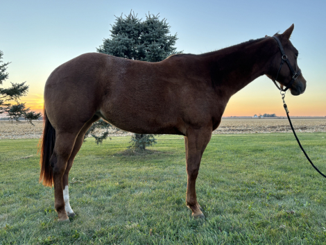 HorseID: 2307280 Intentional Gracie - PhotoID: 1091208