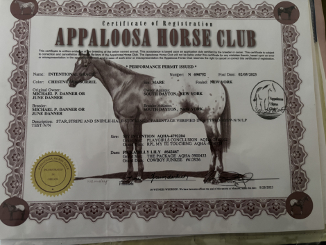 HorseID: 2307280 Intentional Gracie - PhotoID: 1091209