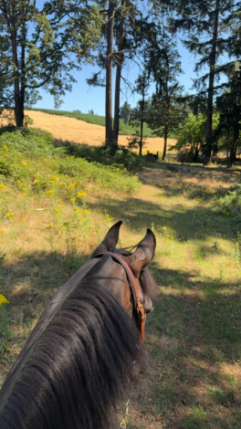 HorseID: 2307281 Anuther Lil Sis CSF - PhotoID: 1091212