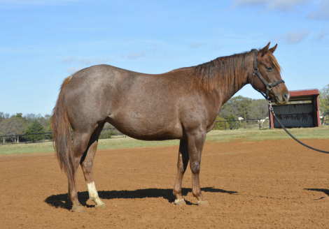 HorseID: 2307282 Sultry Sunshine - PhotoID: 1091214