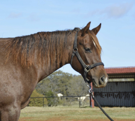 HorseID: 2307282 Sultry Sunshine - PhotoID: 1091216