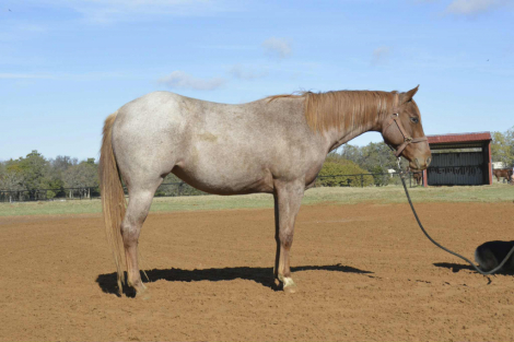 HorseID: 2307283 Radical Requirement - PhotoID: 1091217