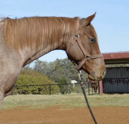 HorseID: 2307283 Radical Requirement - PhotoID: 1091219