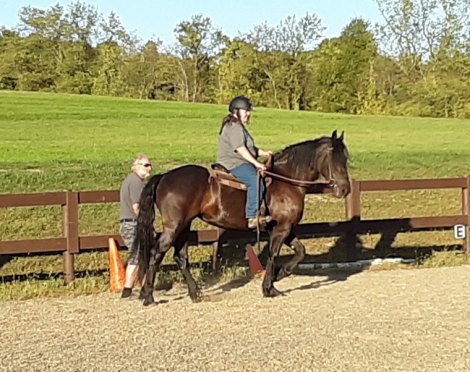 HorseID: 2307295 Black Onyx Queen - PhotoID: 1091226