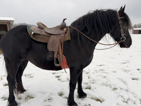 HorseID: 2307295 Black Onyx Queen - PhotoID: 1091227