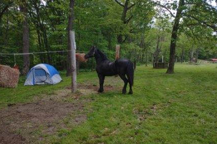 HorseID: 2307295 Black Onyx Queen - PhotoID: 1091228