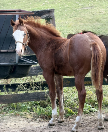 HorseID: 2307299 Smoking  Pirate - PhotoID: 1091234