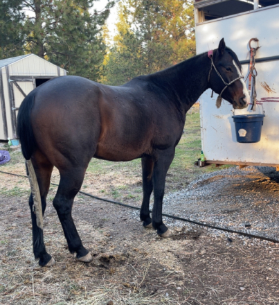 HorseID: 2307302 TBR TILLIES HANCOCK - PhotoID: 1091236