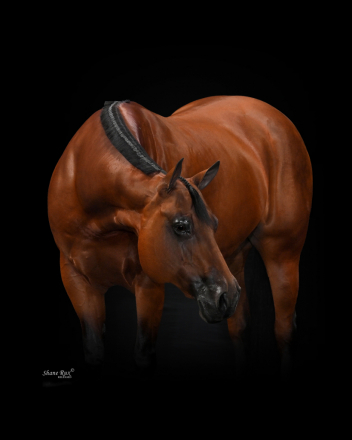 HorseID: 2307319 shelovesarainynight - PhotoID: 1091238