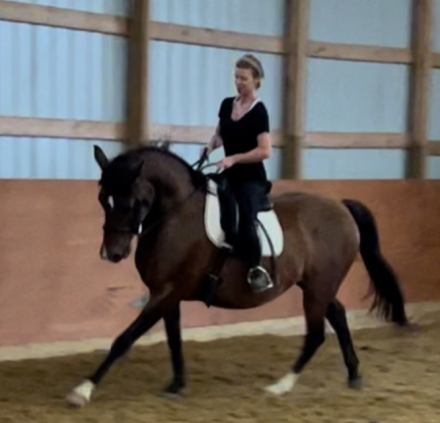 HorseID: 2307323 Antonio - PhotoID: 1091246