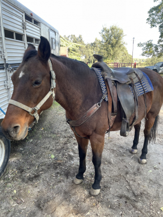 HorseID: 2307331 Machaca - PhotoID: 1091251