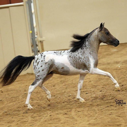 HorseID: 2307337 Nadja mystery puzzle peice - PhotoID: 1091313