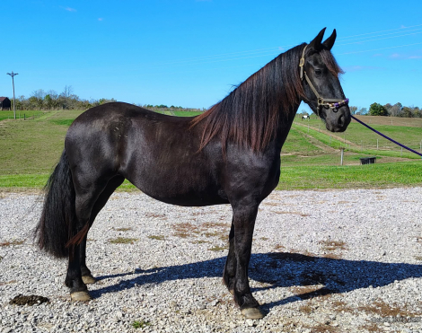 HorseID: 2307342 Mata Hari - PhotoID: 1091273