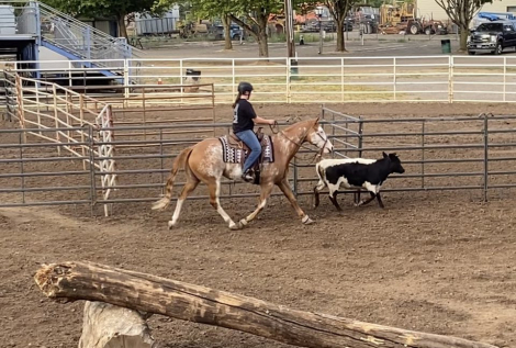 HorseID: 2307343 One Gold Digger - PhotoID: 1091270