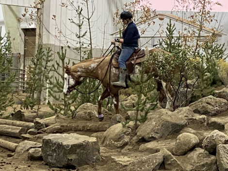 HorseID: 2307343 One Gold Digger - PhotoID: 1091271