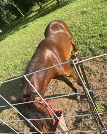 HorseID: 2307346 SENSATIONS BAY BOMBER - PhotoID: 1091256