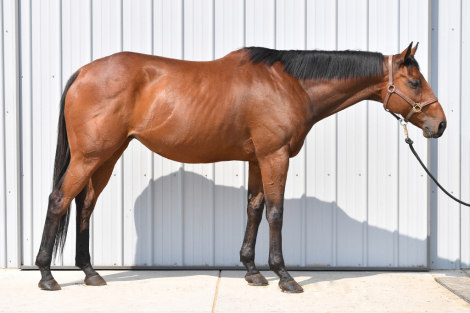 HorseID: 2307347 Radiant Rockstar - PhotoID: 1091257