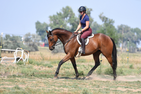 HorseID: 2307347 Radiant Rockstar - PhotoID: 1091259