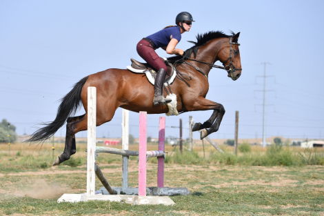 HorseID: 2307347 Radiant Rockstar - PhotoID: 1091260