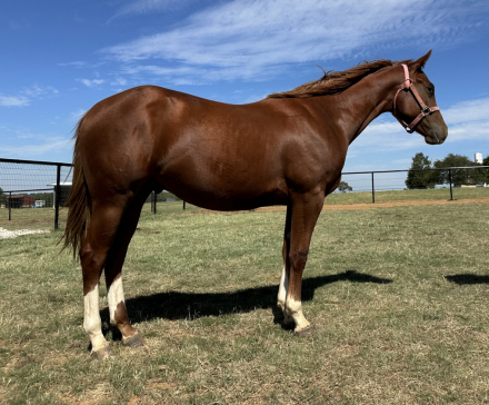 HorseID: 2307355 Sultry Sunset - PhotoID: 1091267