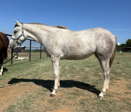 HorseID: 2307357 Required Stories - SOLD! - PhotoID: 1091268