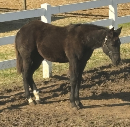 HorseID: 2307360 Invitation to Rock - PhotoID: 1091278