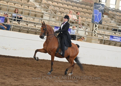 HorseID: 2307361 Midnight Angel WA - PhotoID: 1091274