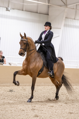 HorseID: 2307361 Midnight Angel WA - PhotoID: 1091275