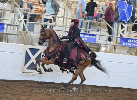 HorseID: 2307361 Midnight Angel WA - PhotoID: 1091277