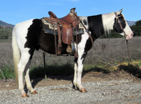 HorseID: 2307365 CHROMES DIAMOND EYES - PhotoID: 1091280