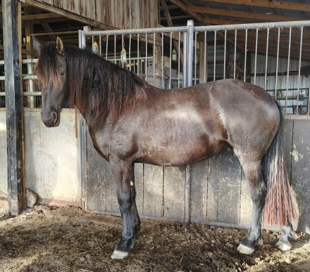 HorseID: 2307369 Hailey Storm - PhotoID: 1091335