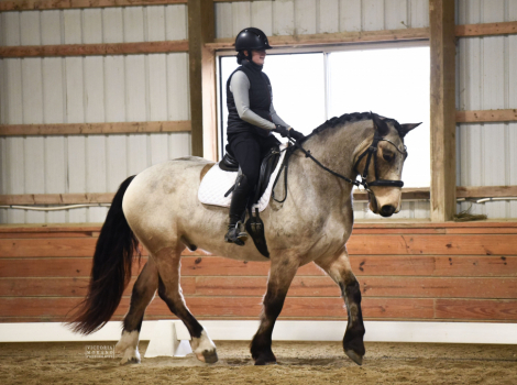 HorseID: 2307378 Cowboy - PhotoID: 1091309