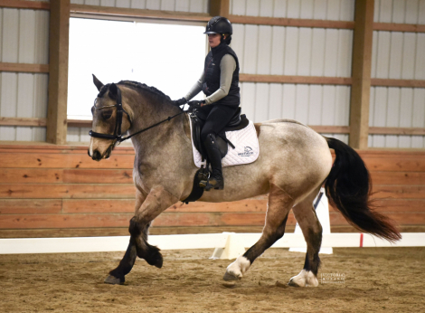 HorseID: 2307378 Cowboy - PhotoID: 1091310