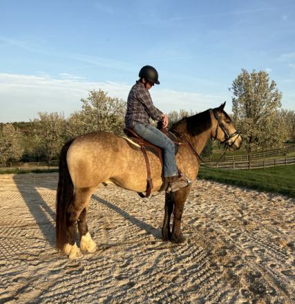 HorseID: 2307378 Cowboy - PhotoID: 1091311