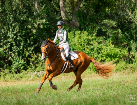 HorseID: 2307384 Radium TAL - PhotoID: 1091314