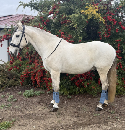 HorseID: 2307387 Saint Francis - PhotoID: 1091315