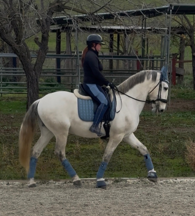 HorseID: 2307387 Saint Francis - PhotoID: 1091316