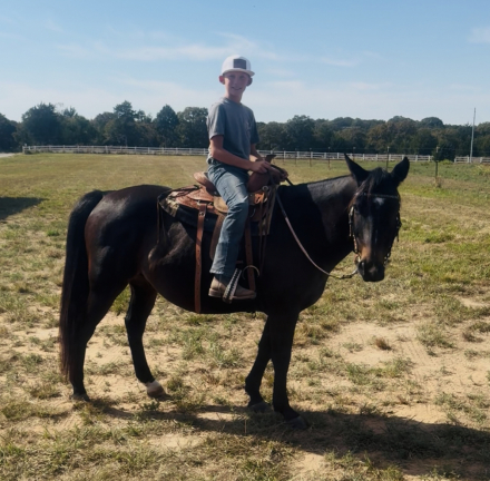 HorseID: 2307388 Jelly Bean - PhotoID: 1091319