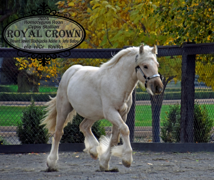 HorseID: 2307390 Royal Crown - PhotoID: 1091320