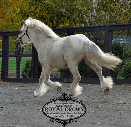 HorseID: 2307390 Royal Crown - PhotoID: 1091322